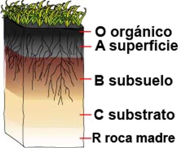 RN4 figure 1 Esp